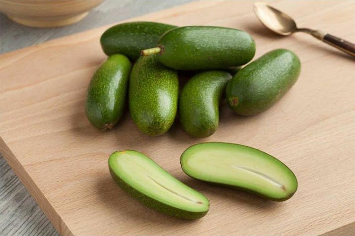 Bibit Alpukat Non Biji Filhipin Import Original Valid seedless Filiphine non biji philipina Salatiga