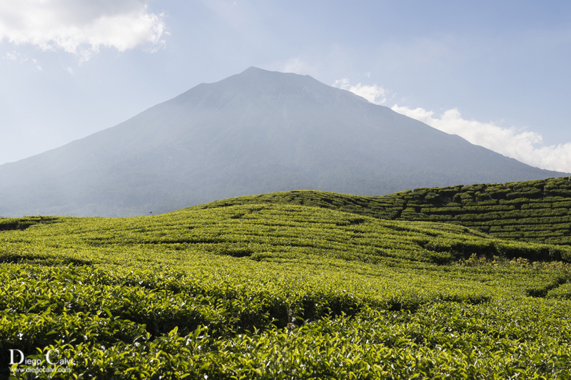 Indonesia el país de las mil islas - Vuelta al Mundo - Blogs de Indonesia - El Valle de Kerinci con sabor a Té y Canela, Sumatra (1)