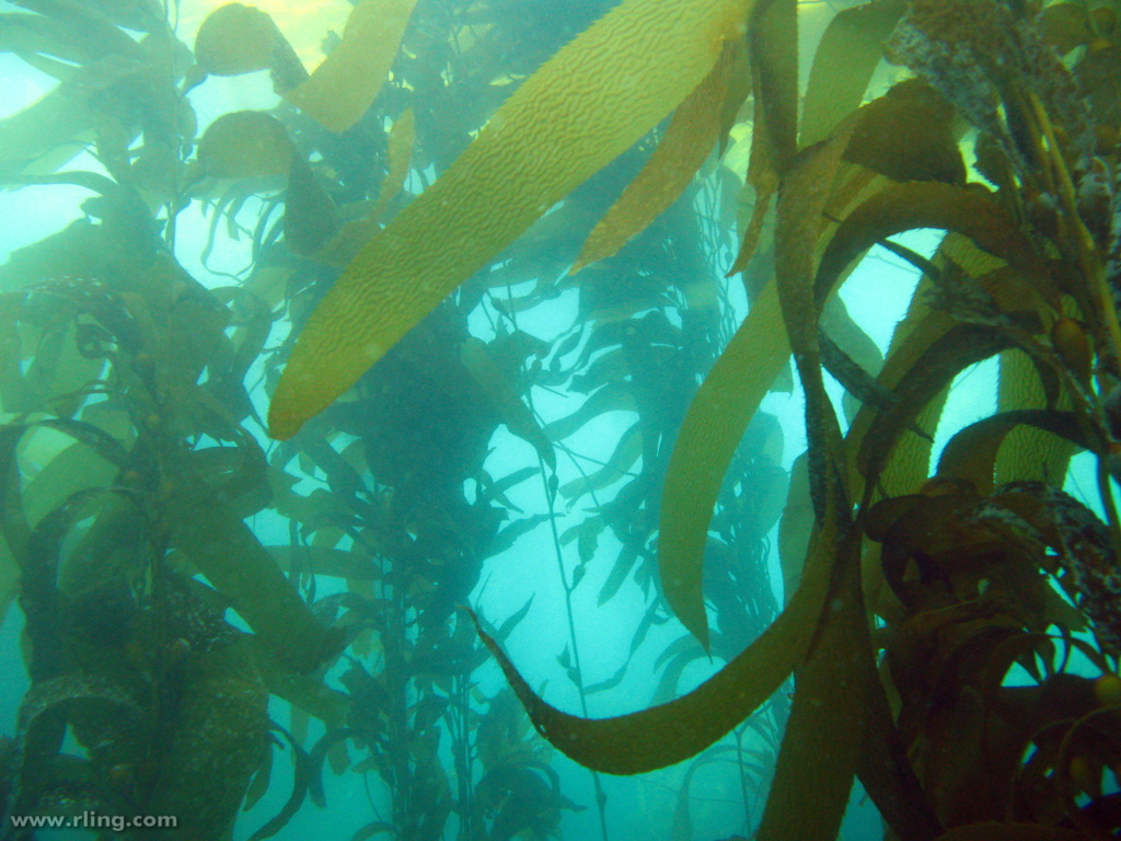 Species of UK Week 16 Kelp (Laminaria)