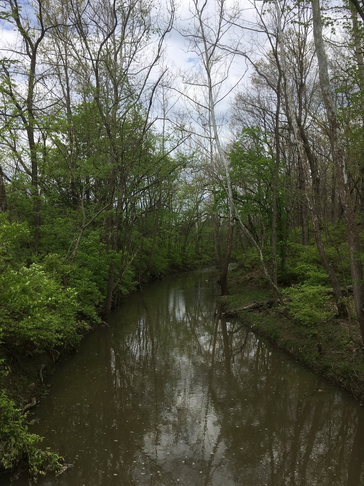 Nature's Blog Along Hominy Creek