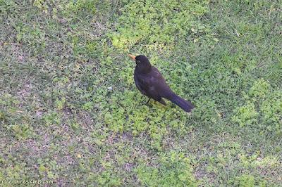 Mirlo (Turdus merula)