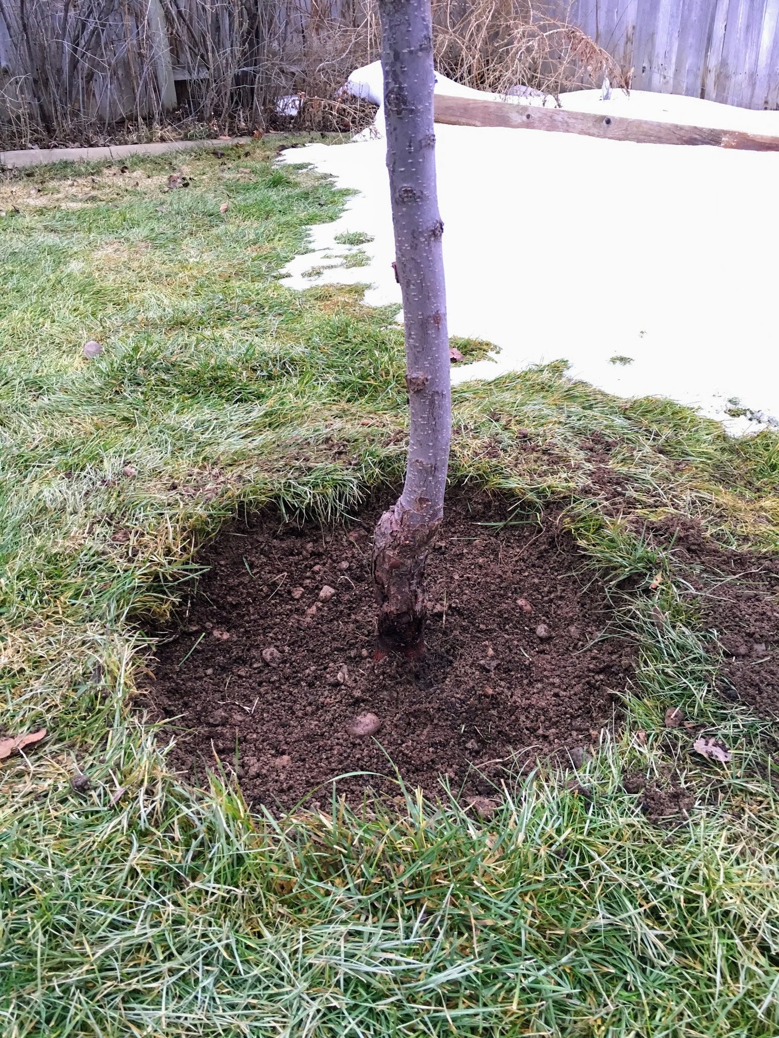 Fruit Tree Pruning at Its Best What is the Drip Line of a Tree?