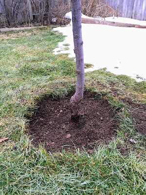 Remove Grass to Drip Line of a Tree