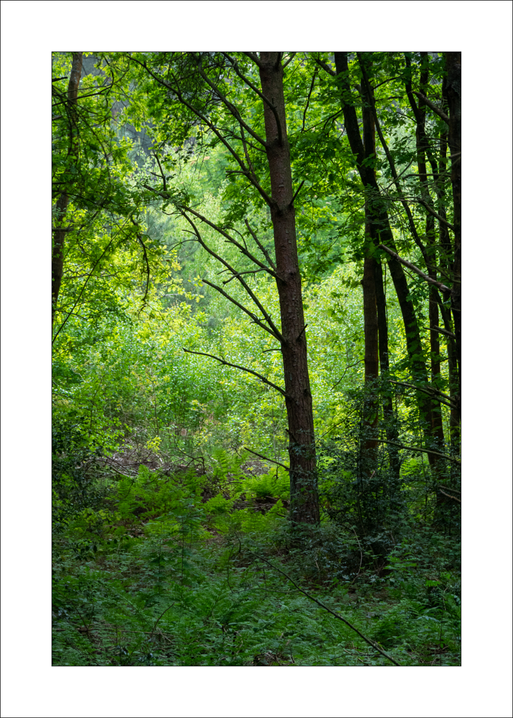 Realview Photography Blidworth Woods (May 2020)