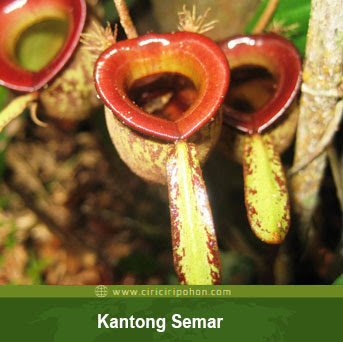 Ciri Ciri Tumbuhan Kantong Semar Ciriciripohon Com Ciri Ciri Tumbuhan Kantong Semar Ciriciripohon Com