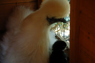 Deux poules et 6 petits pious pious DSC_1128