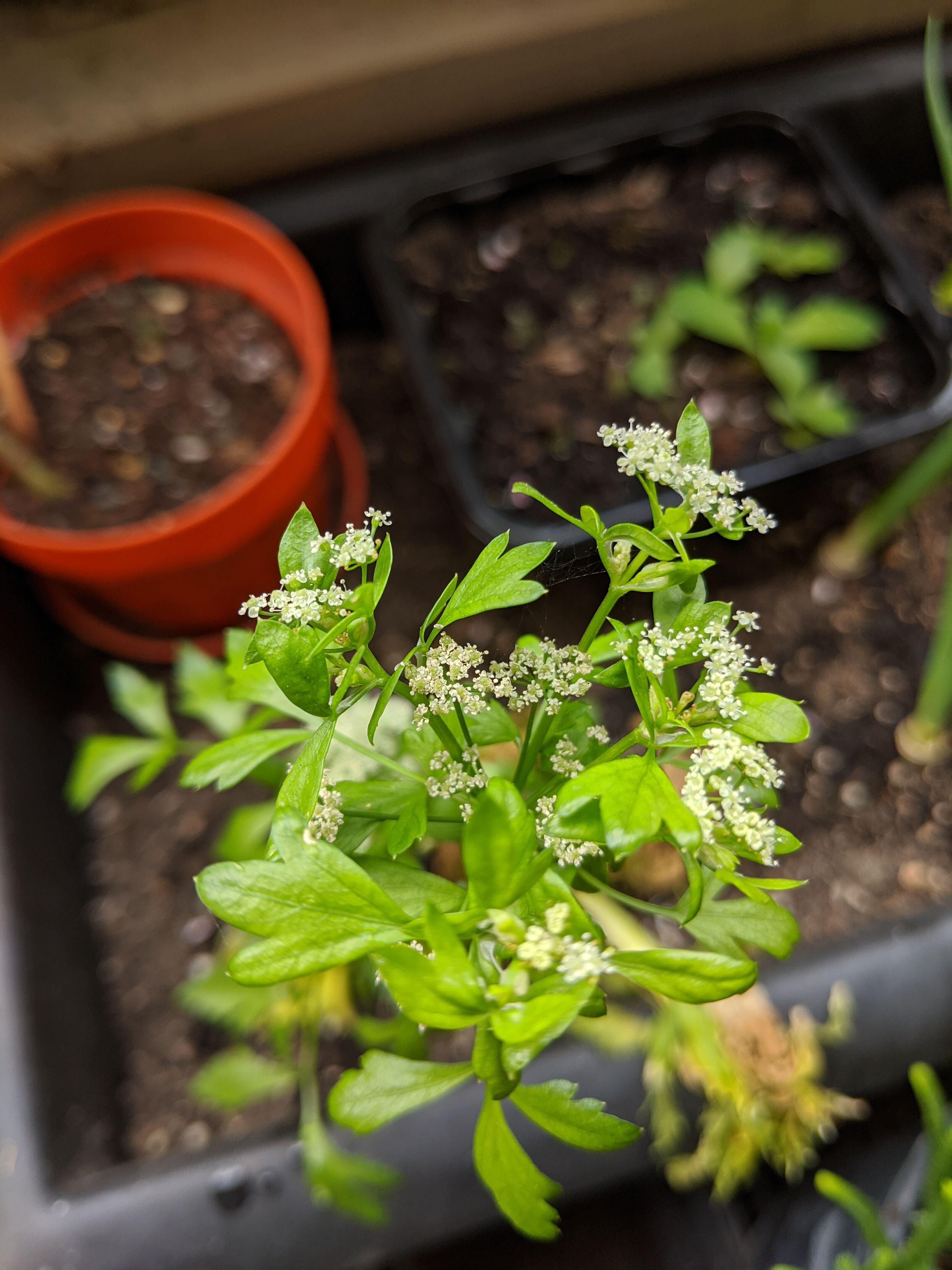 Growing Celery from my Refrigerator and Watching it Flower/Bloom