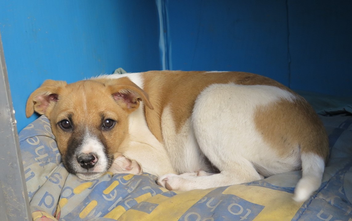 Unsere kleine Hundefarm Zuhause gesucht