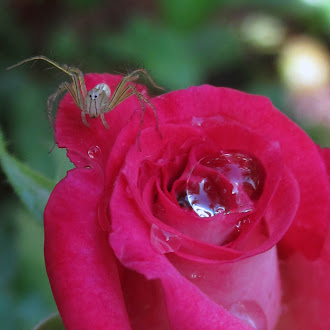 Roses with Fragrance and Without