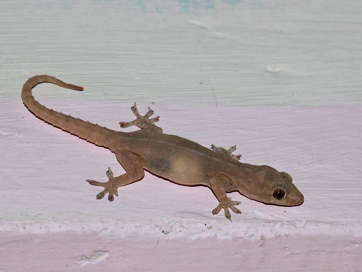 Badong and the Legend of the House Lizard as used to be Told in Tanauan