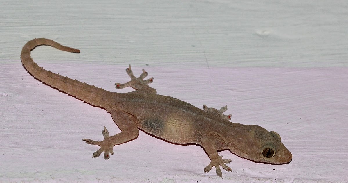 Badong and the Legend of the House Lizard as used to be Told in Tanauan