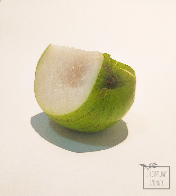 Głożyna omszona (Ziziphus mauritiana) Indian plum Chinese apple owoce egzotyczne z Azji smak wygląd opis pochodzenie uprawa występowanie owoc nasiona