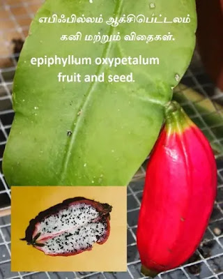 Epiphyllum oxypetalum fruit