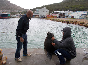 Semi-Wild Cape fur seal "Nicholas" with its Handler at Hout Bay.