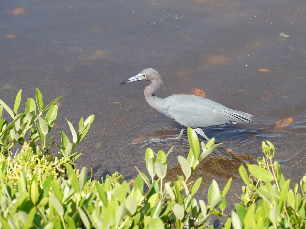 Ile de Sanibel Floride Little Blue Heron