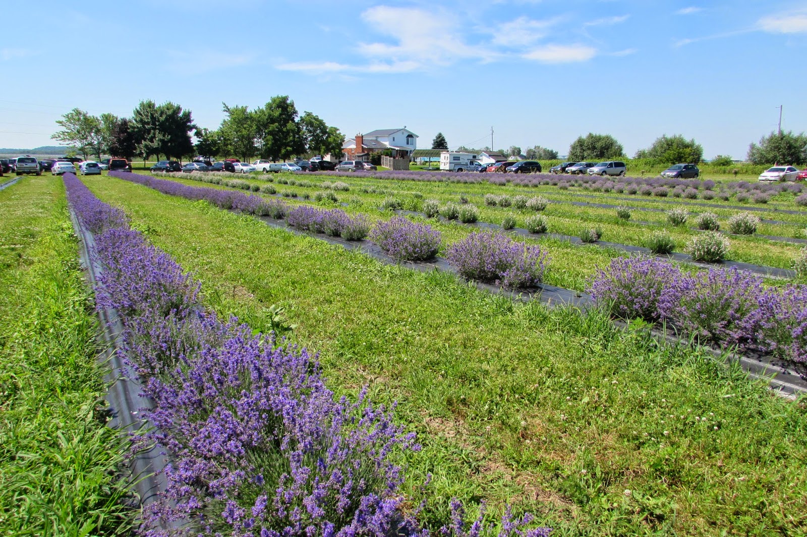 TōnFerns A Nostalgic Journey (Tony Fernandes) Lavender Festival