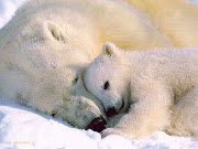 Anche tra i ghiacci l'amore di una mamma riscalda sempre il cuore (mamme cuccioli orsi )