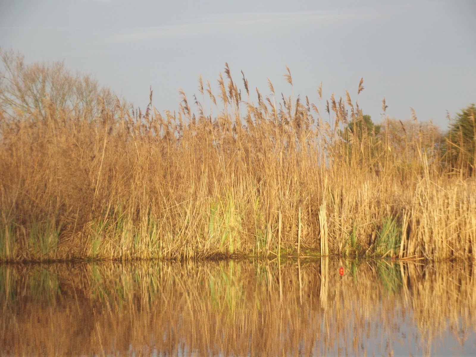 Курганская область камыши теплица цветы. Камыш рогоз тимофеевка. Курган камыши. Курган камыши. Камыши.