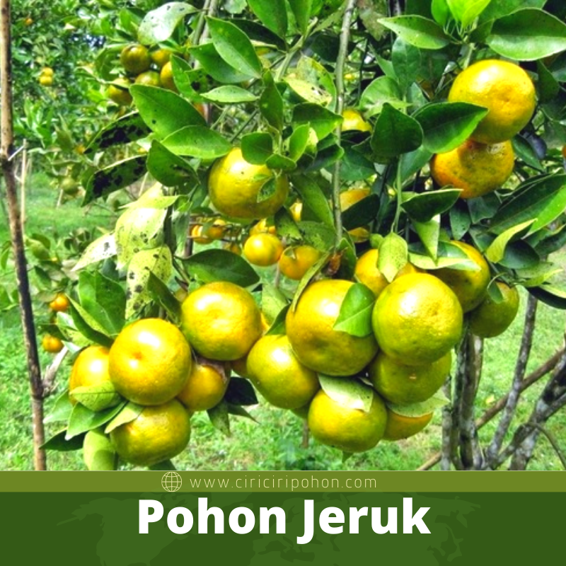 Beberapa Penyebab Pohon Jeruk Susah Tumbuh - Ciriciripohon.com