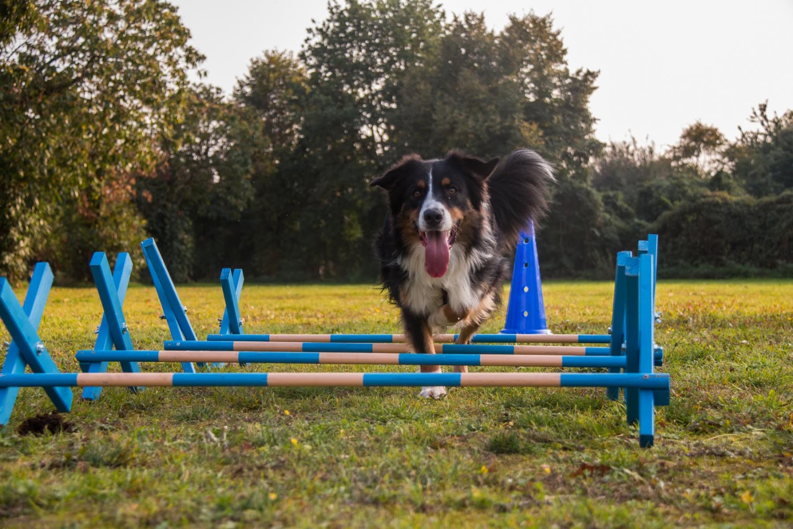 Eine Runde um den Blog Wieviel Bewegung braucht ein Hund oder auch