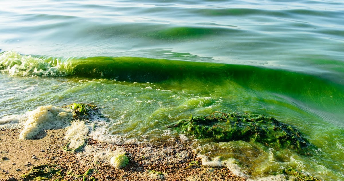 Texas Poison Center Network One Thing to Look Out for this Summer Harmful Algal Blooms
