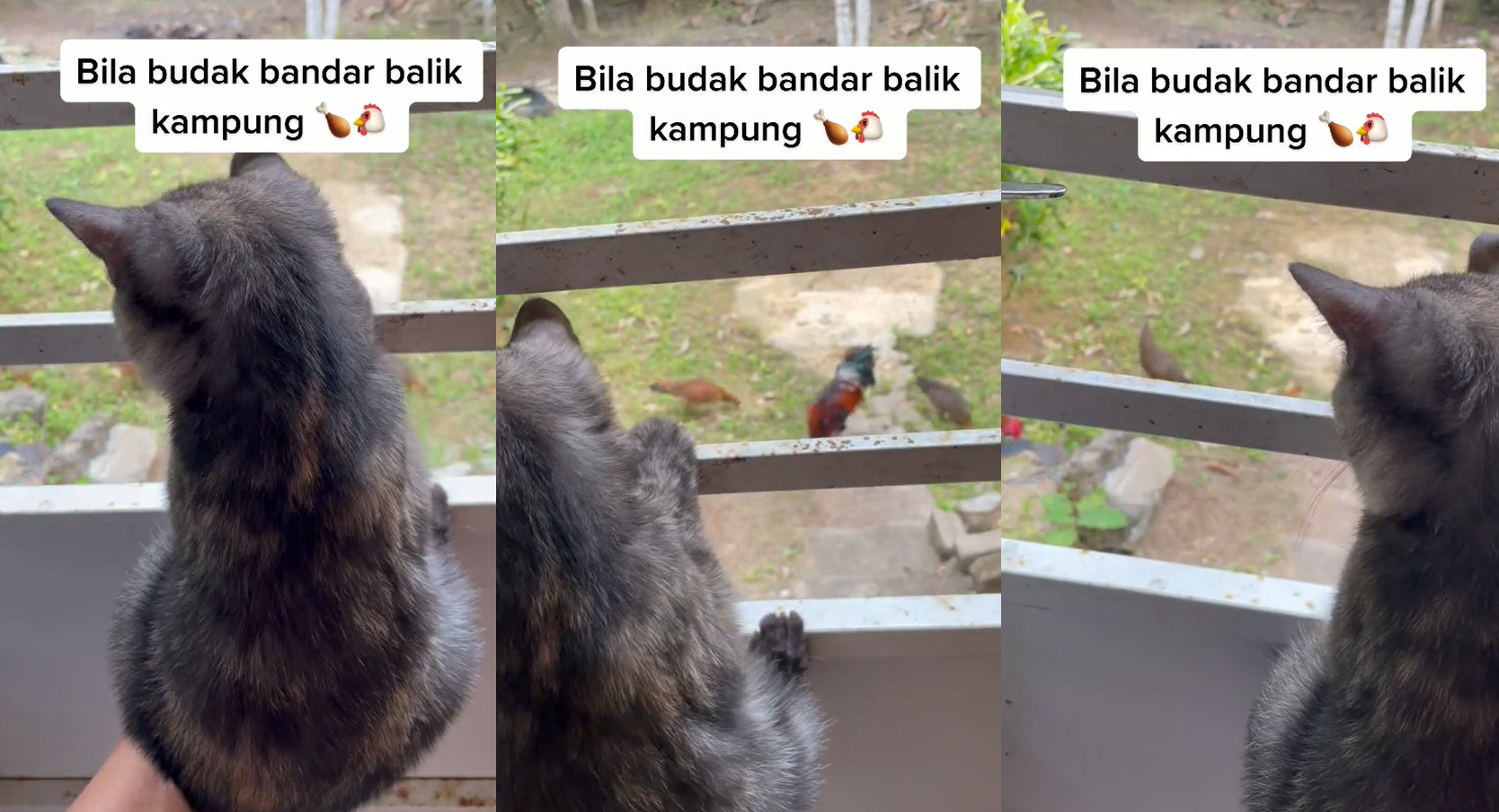 Gelagat Kucing Bandar Balik Kampung Tengok Ayam Kali Pertama1