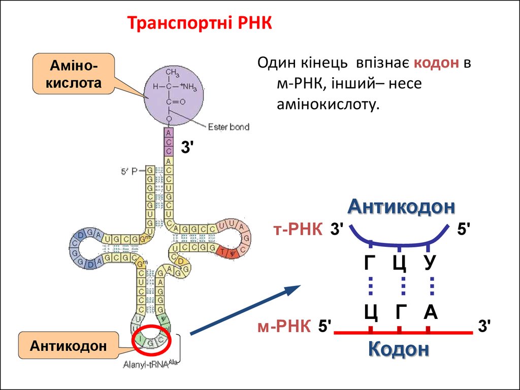 Число т рнк. Кодон и антикодон. Кодон и антикодон ТРНК. Антикодон т-РНК. ТРНК.