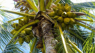 pohon kelapa filosofi pohon kelapa