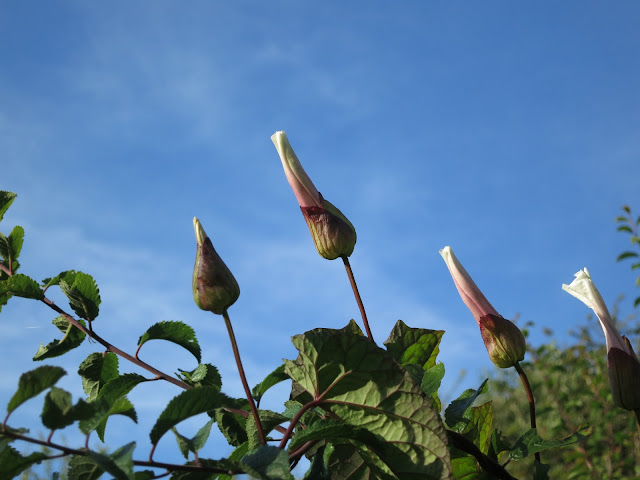 Closed convolvulus flowers against blue sky with bramble leaves.