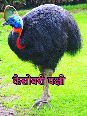 Cassowary Bird Information In Hindi