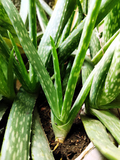 aloe vera plant hd image download