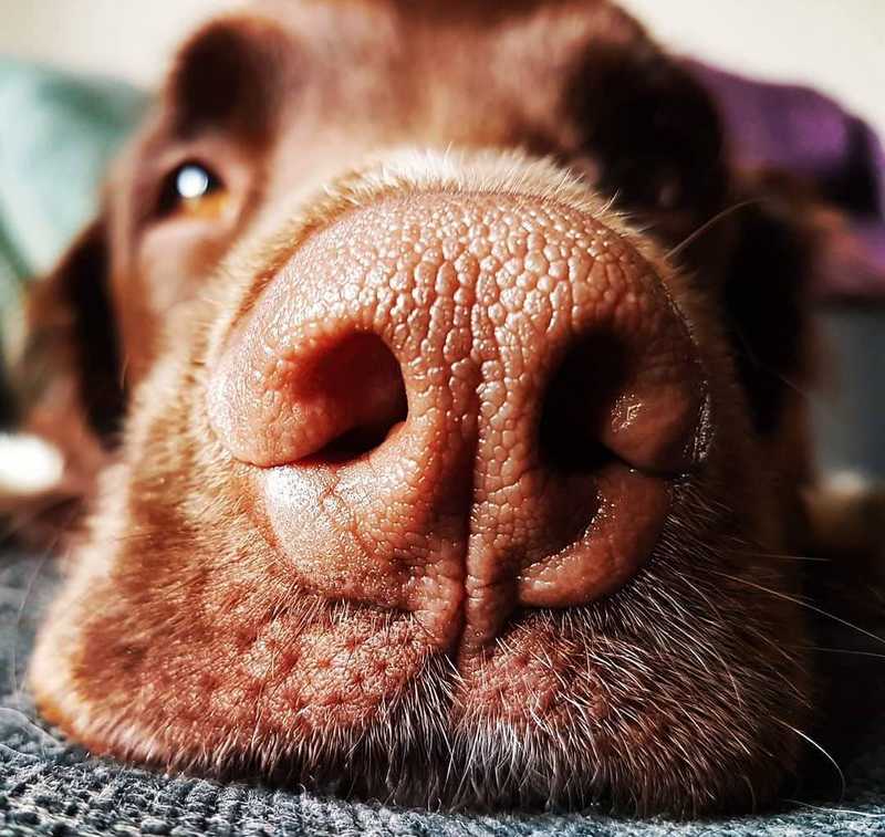 Dog Nose 10 Curiosities About Canine Nose Dogalyo