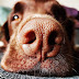 Dog Nose: 10 Curiosities About Canine Nose