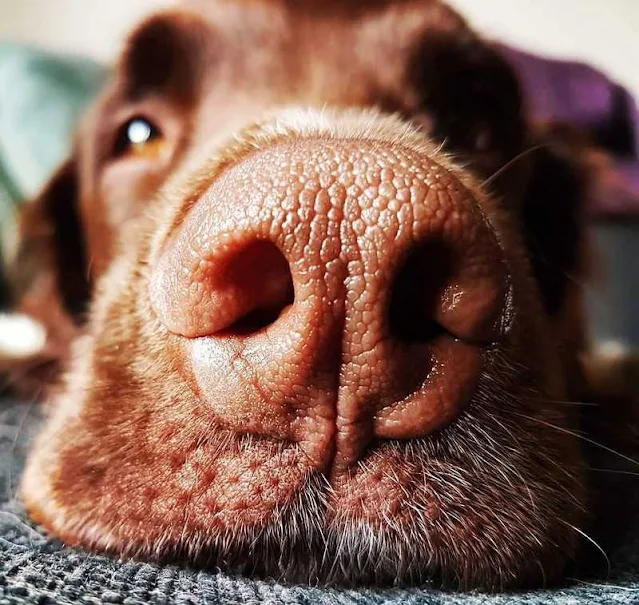 Dog Nose Facts You Probably Didn't Know