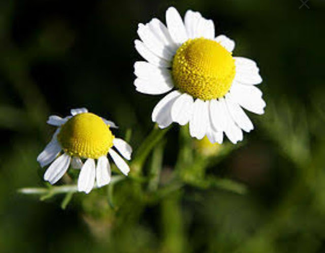 فوائد البابونج للمرأة الحامل فوائد البابونج للمرأة الحامل