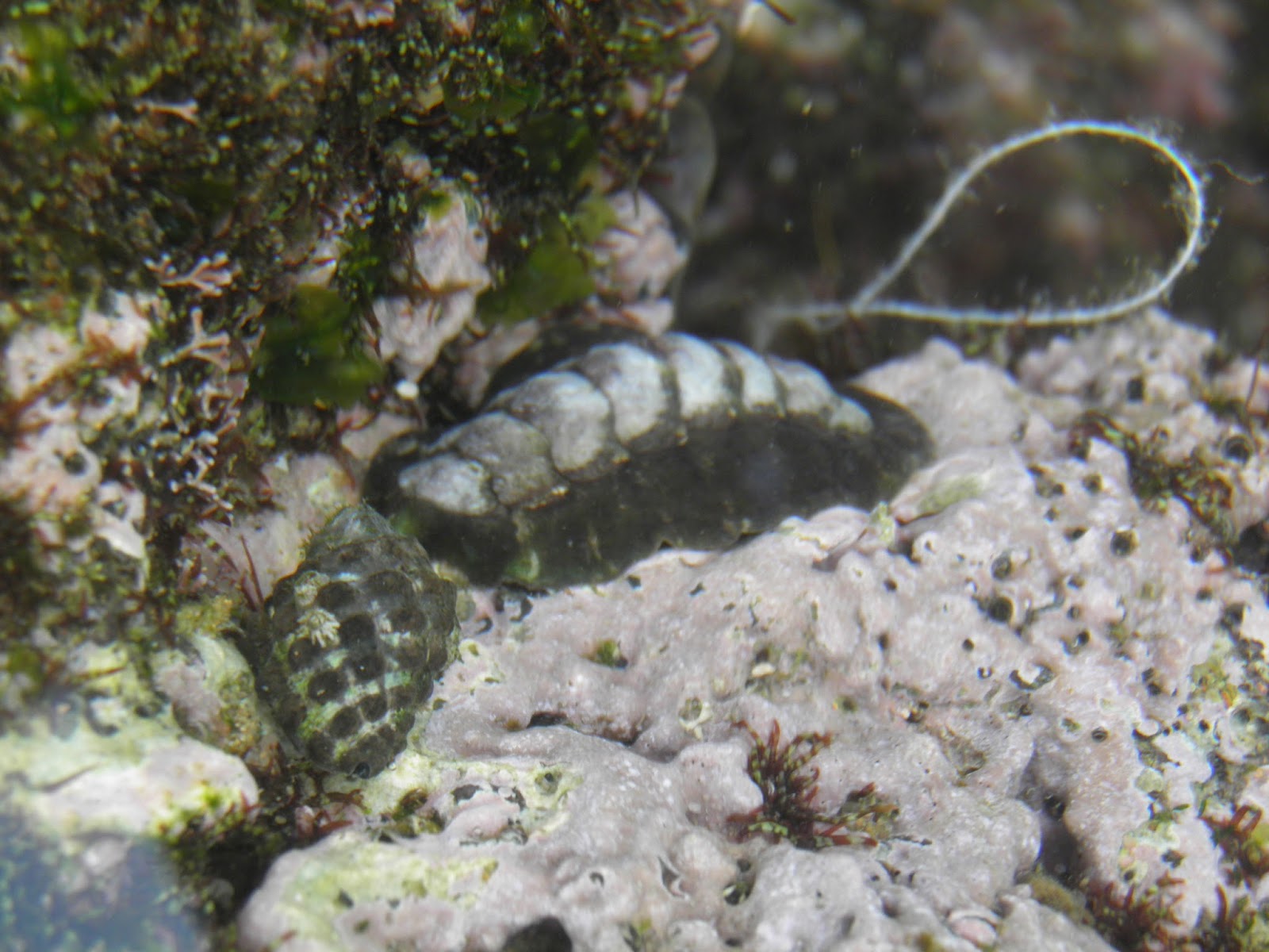 Marine Practical – Rocky Shores Visit | Nature Notes 2013