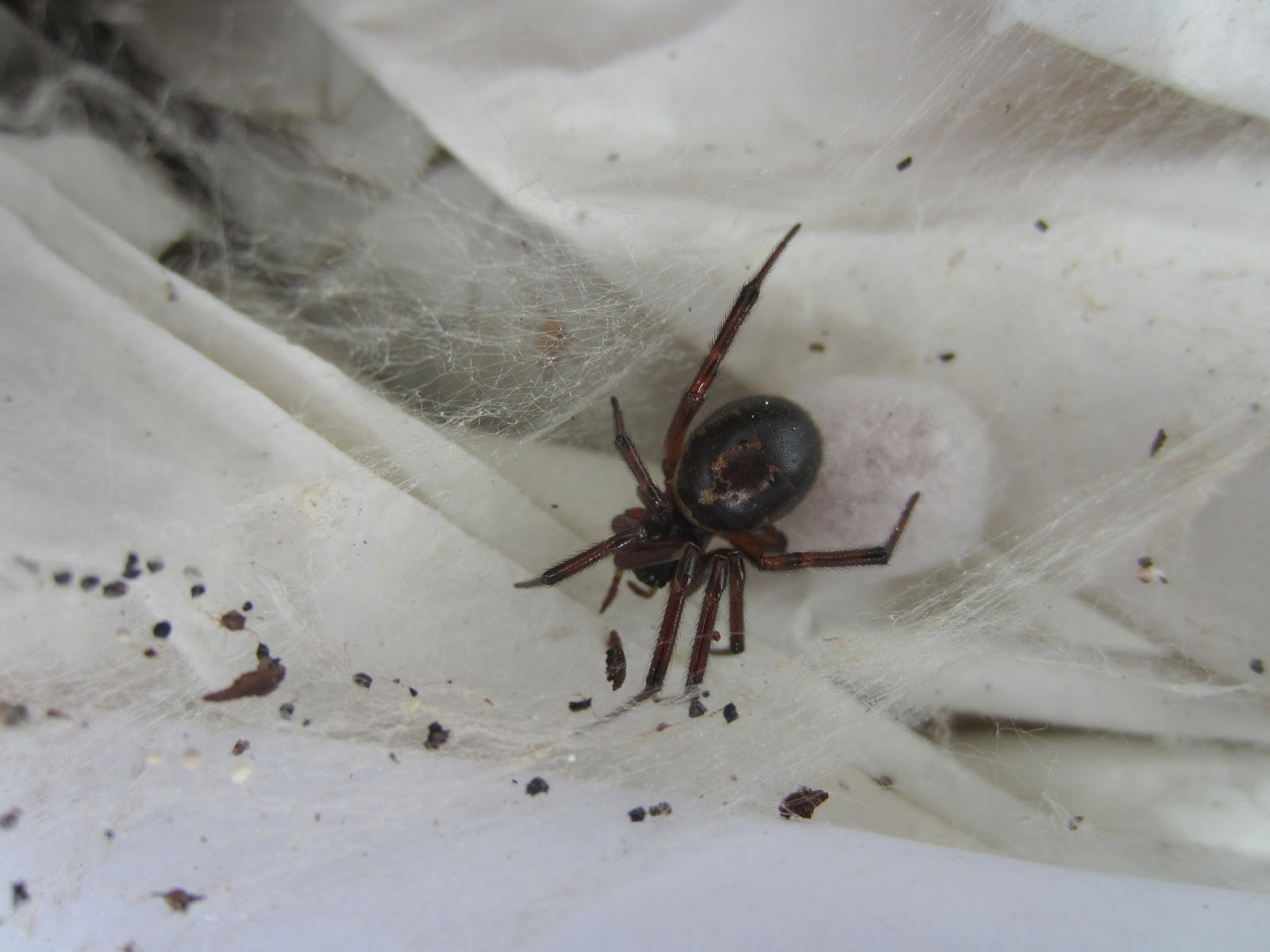Black widow spider bite effects long term, baby black