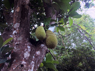 Jackfruit Tree And Its Fruits In The Plant Field