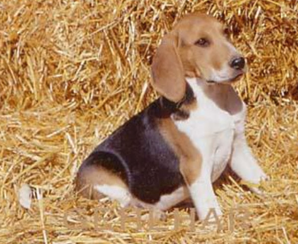 artois hound, artois hounds, about artois hound, artois hound appearance, artois hound breed facts, artois hound color, caring artois hound, artois hound characteristics, artois hound temperament, artois hound feeding, artois hound lifesapn, artois hound health, artois hound as pets