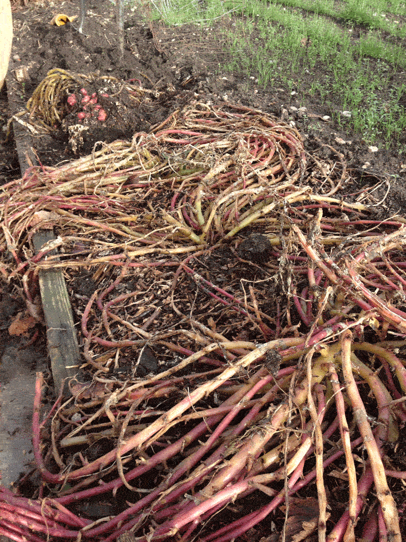 Allotment Garden Harvesting oca and sieving the compost.