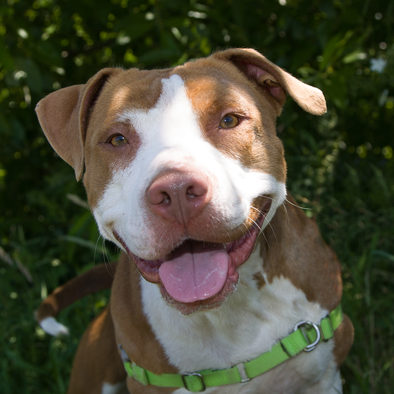white tan pitbull