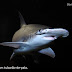 Tubarões usam o campo magnético da Terra para navegarem pelos mares, aponta estudo