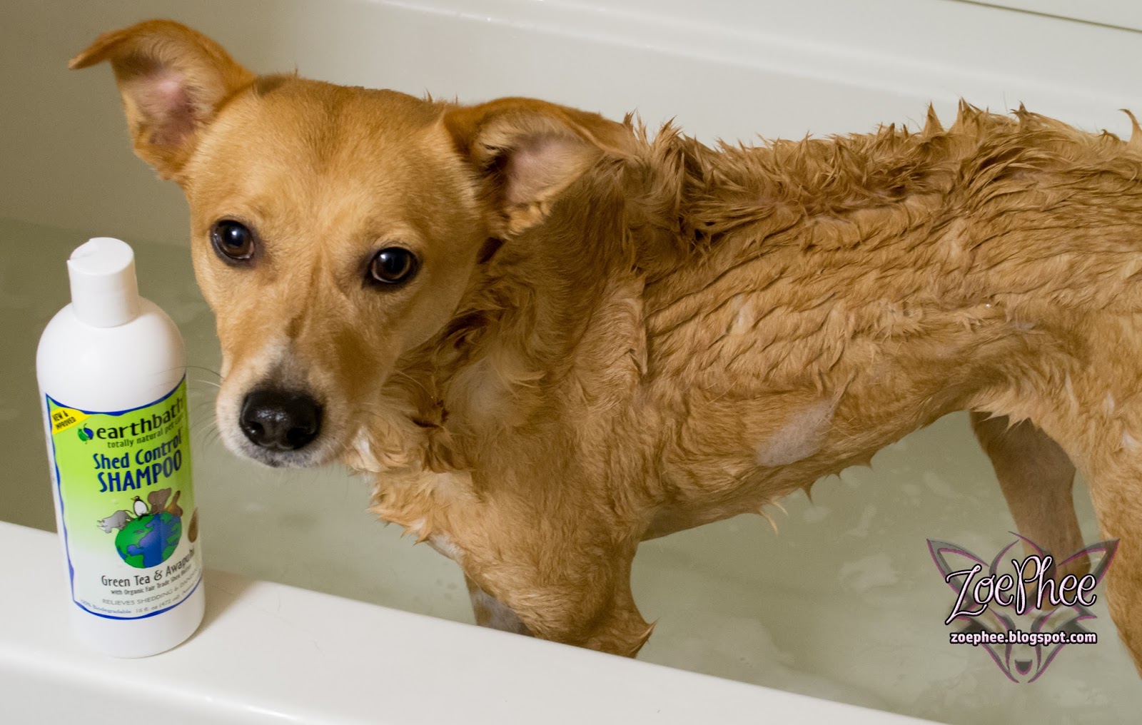 ZoePhee Earthbath Shed Control Shampoo & Conditioner Review