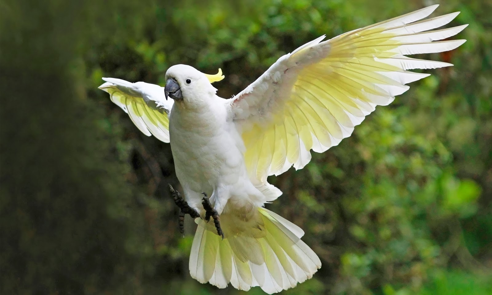 pictures of cockatoos pictures of cockatoos