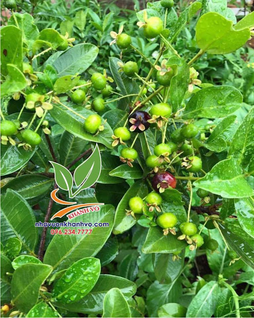 Trồng cây cherry, hái trái tại nhà, không lo thuốc.