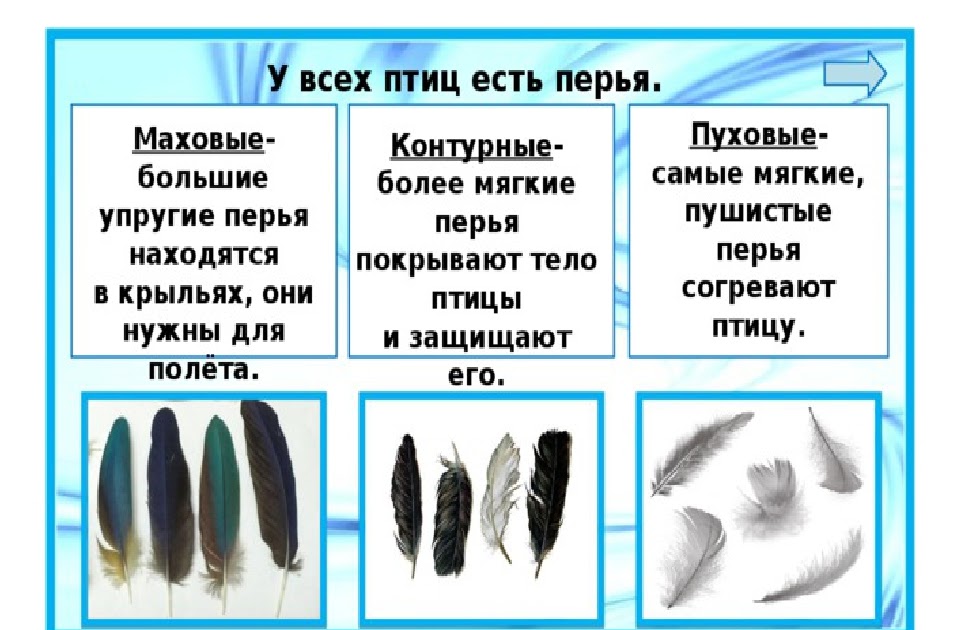 Перья птиц окружающий мир 1 класс Перья птиц окружающий мир 1 класс