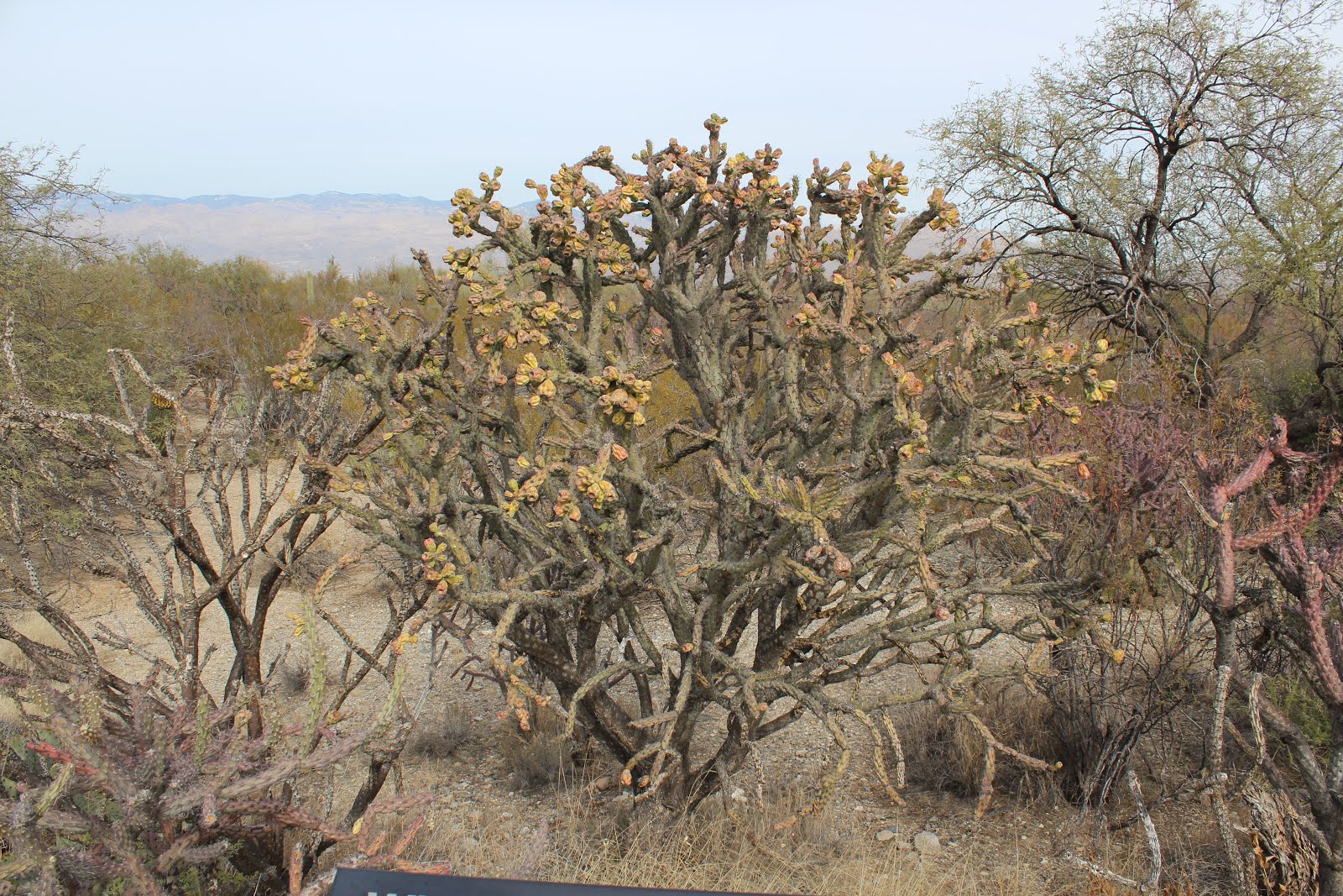 Creosote Archives Ramblings From A Desert Garden
