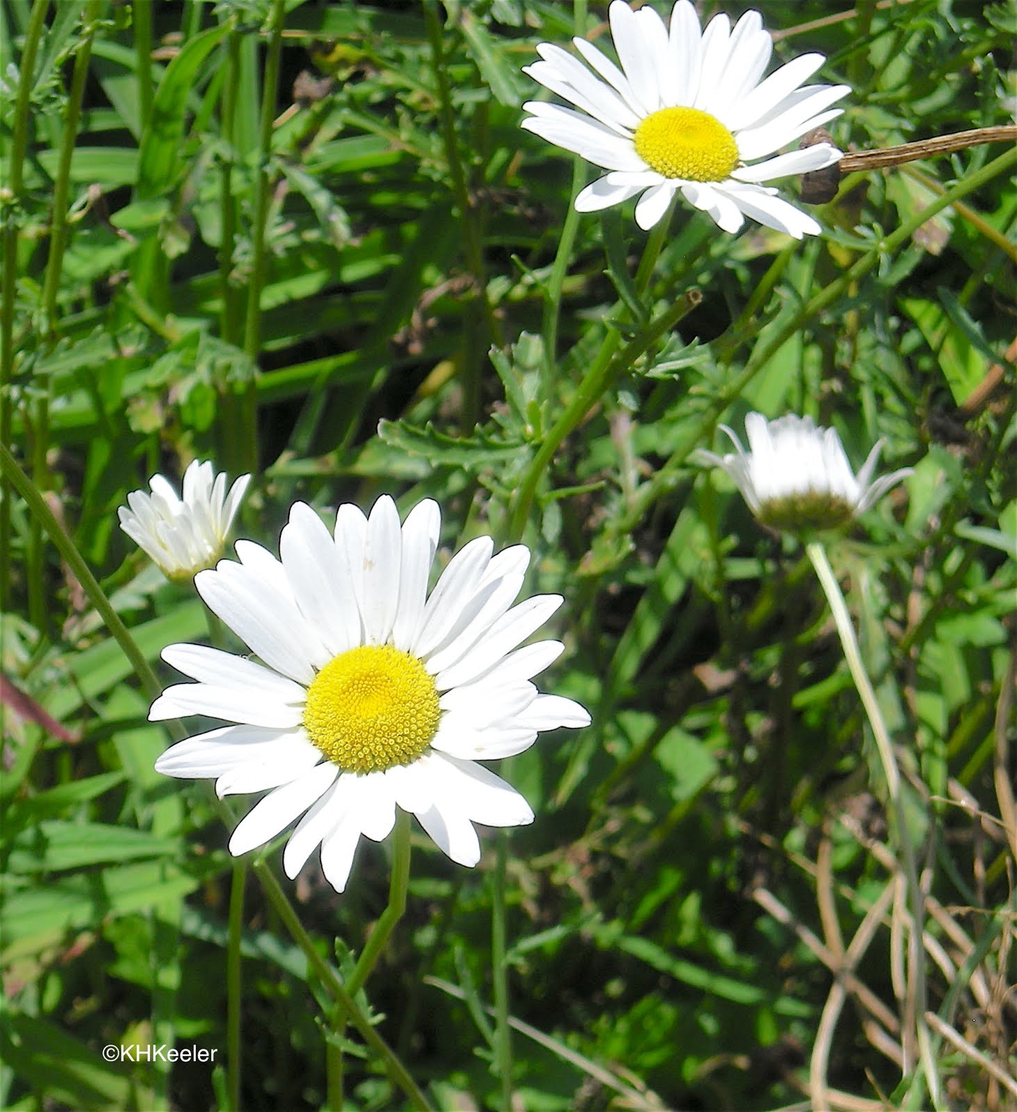 A Wandering Botanist: Plant Story--Ox-Eye Daisy, Leucanthemum vulgare,