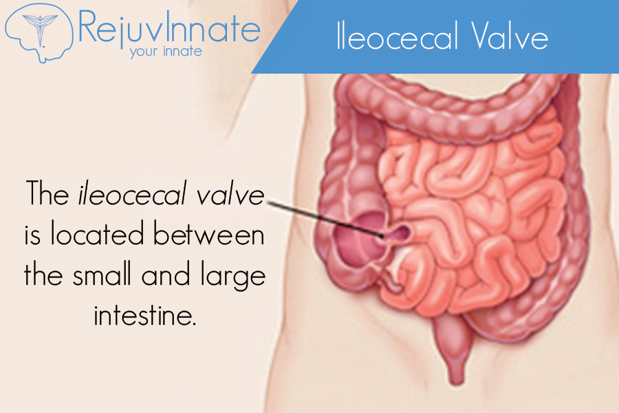 Ileocecal Valve RejuvInnate