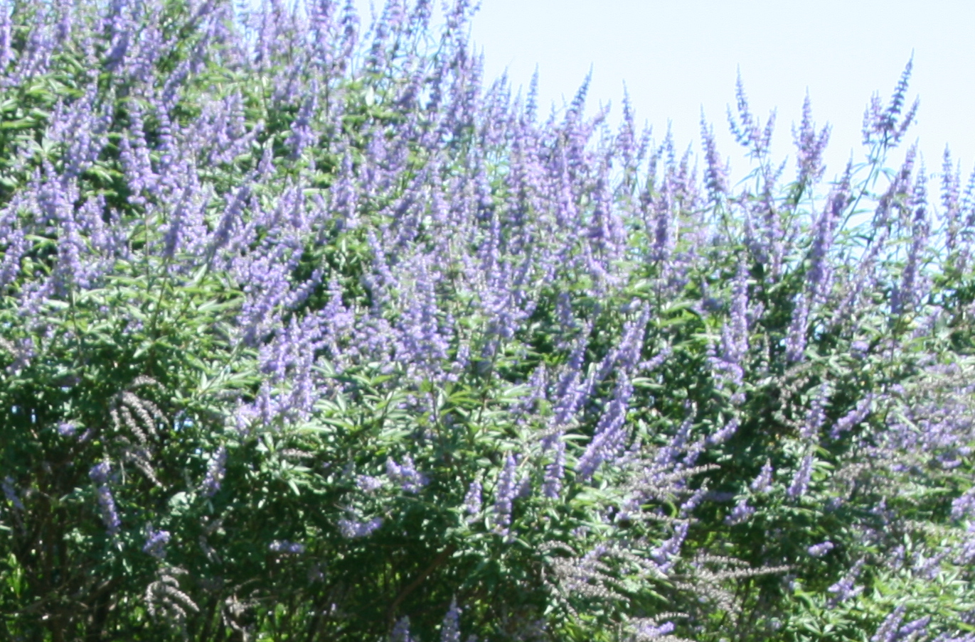 to the Pitt County Arboretum WHAT'S IN BLOM Lilac Chaste Tree